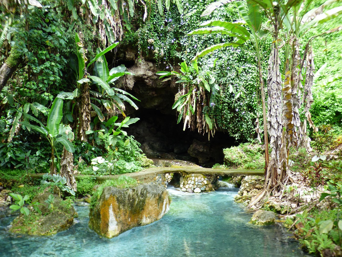 Rainforest habitat at Balek Wildlife Sanctuary near Madang