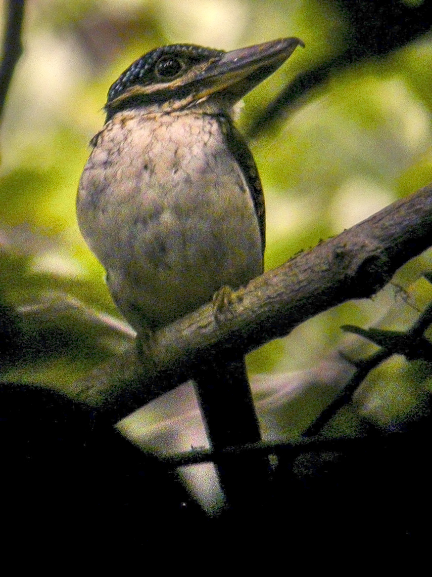 Hook-billed Kingfisher, a Papua New Guinea bird; representative image not confirmed as photographed in Madang